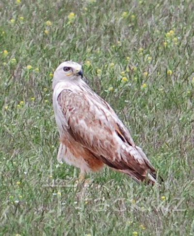 Орел-карлик - Booted Eagle-Hieraaetus pennatus